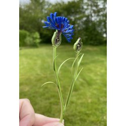 Instruktion Kornblomst, Hanne Olesen